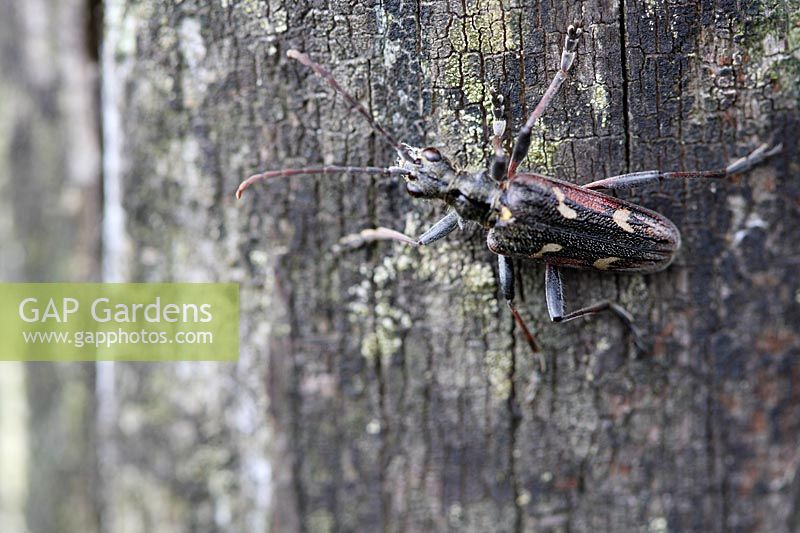 Cicindela sylvatica - Wood tiger beetle resting on dead tree trunk