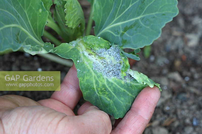 Brevicoryne brassicae - Cabbage aphid on cabbage leaf