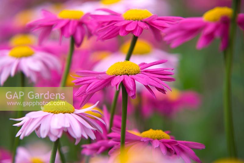 Tanacetum coccineum 'Brenda' and 'Eileen May Robinson'