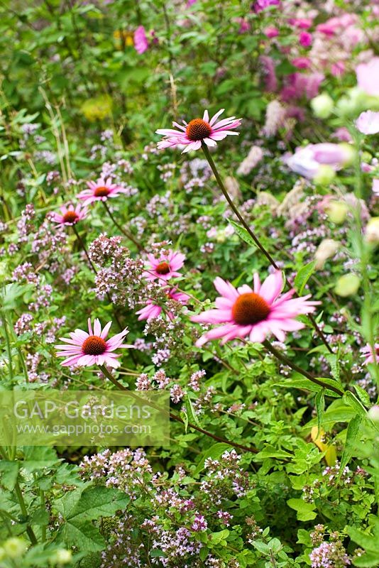 Origanum vulgare, Thymus, Echinacea and Sidalcea in herb garden