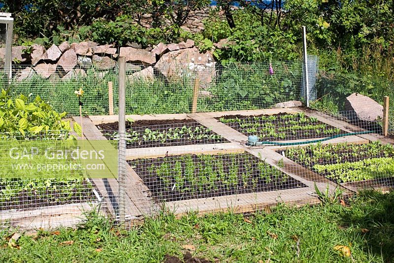 Small enclosed vegetable garden with sprinkler system and wooden planks used as boardwalk