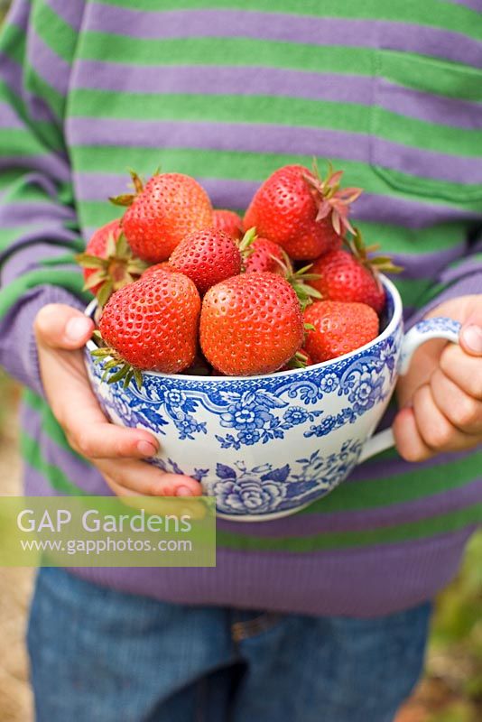 Child carrying a cup with picked strawberries 'Florence'