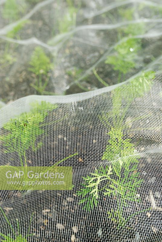Carrot seedlings under mesh to protect from carrot fly and other pests