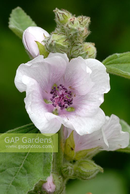 Altheaea officinalis - Marshmallow flower