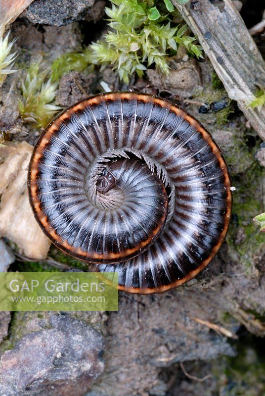 Schizophyllum sabulosum - Coiled millipede 