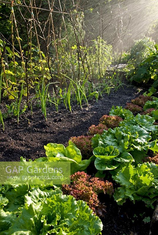 Watering a bed of mixed vegetables