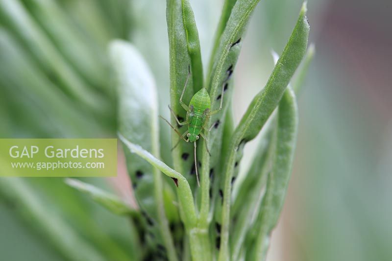 Lygocoris pabulinus - Common green capsid nymph on broad bean shoot 