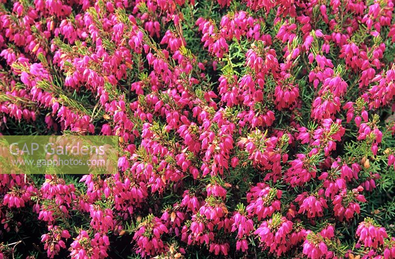 Erica carnea 'Rotes Juwel'