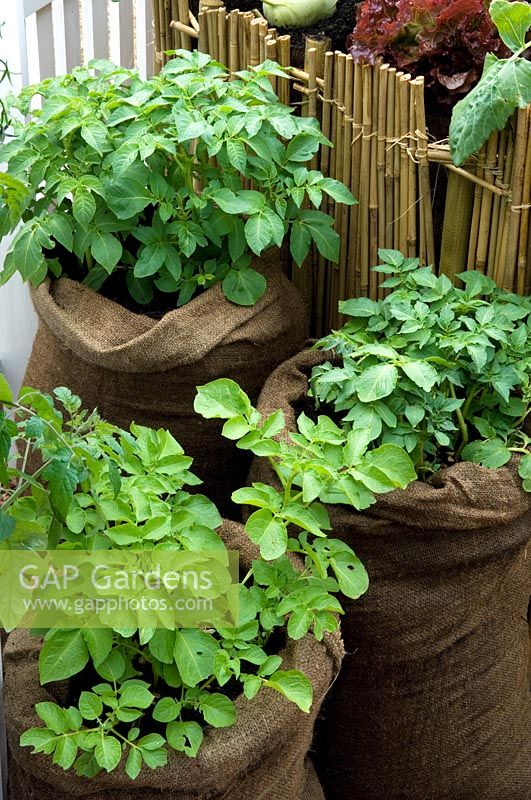 Sack garden with potatoes containers.  Design - John Marshall for Send a Cow - RHS Hampton Court Palace Flower Show