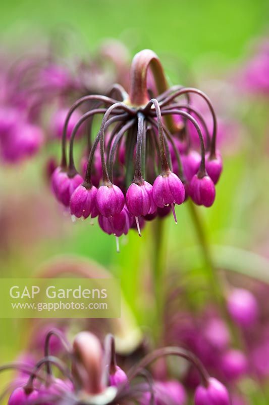 Allium cernuum - Nodding Onion flower