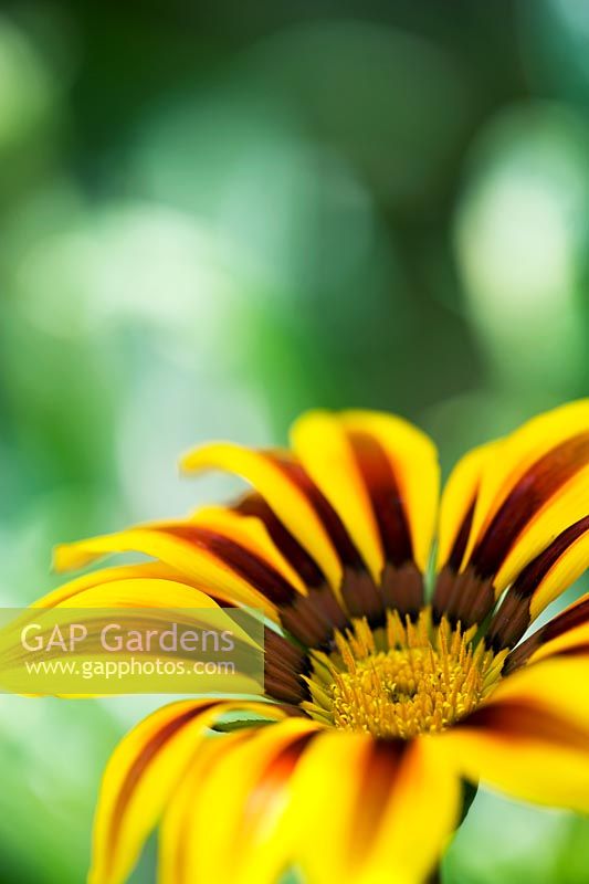 Gazania splendor daybreak 'Red Stripe'