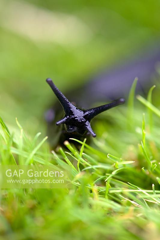 Slug in the grass