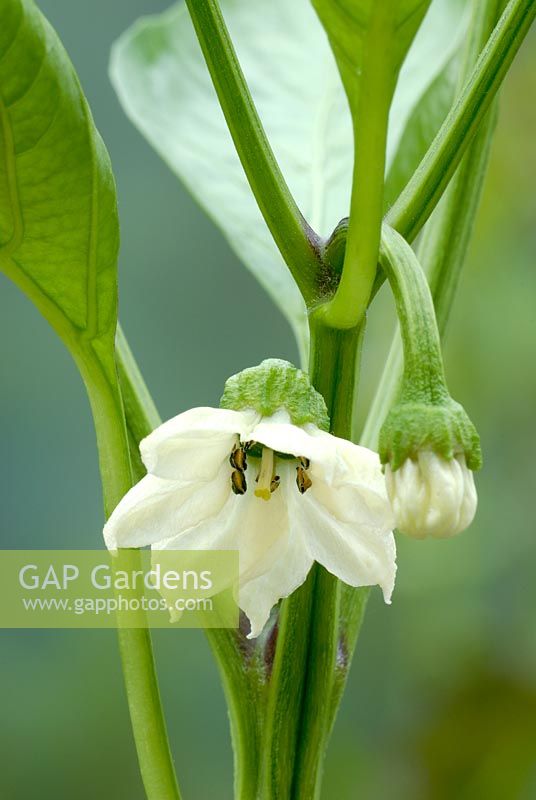 Capsicum 'New Ace' - Flower of Sweet Pepper 