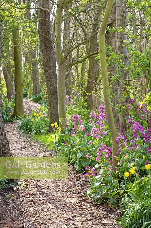 Path through spring woodland garden with Lunaria annua