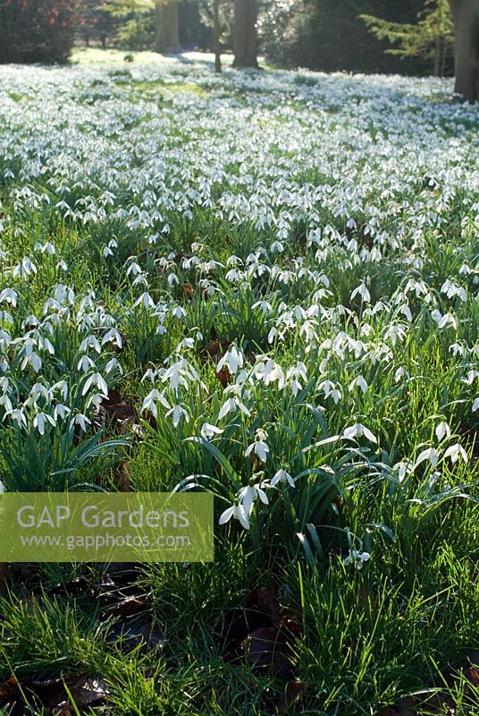 Galanthus nivalis - Carpet of Snowdrops in the woods at Chippenham Park, Cambridgeshire - NGS Open Day for Snowdrops 10 February 