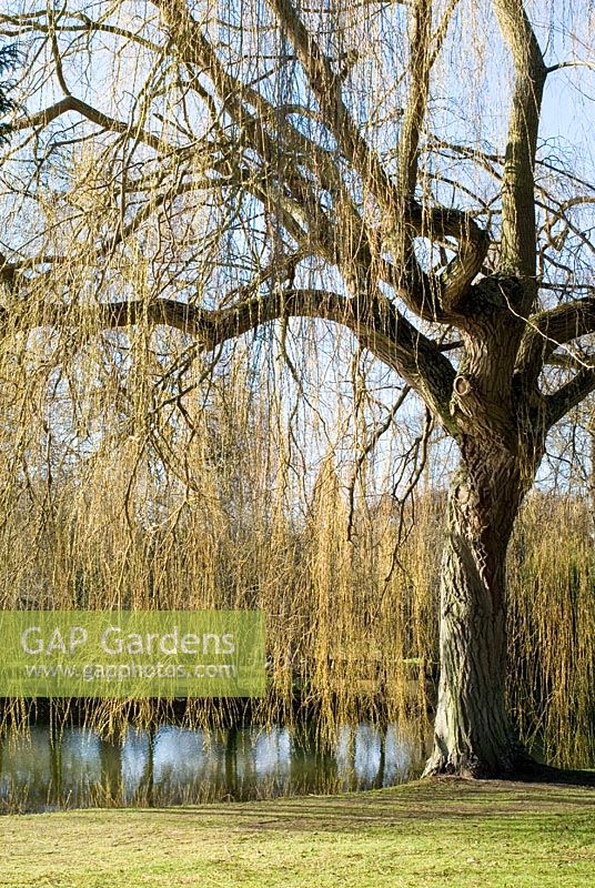 Salix - large weeping willow tree in winter by the water at Chippenham Park, Cambridgeshire. NGS Open Day for Snowdrops 10 February 
