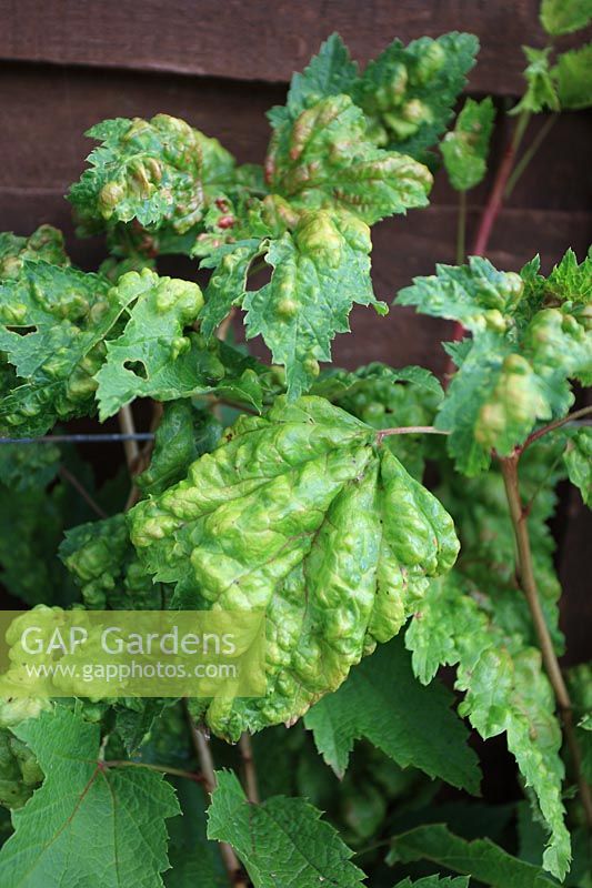 Cryptomyzus ribis - Red currant blister aphid - Causes leaf blisters on the top surface