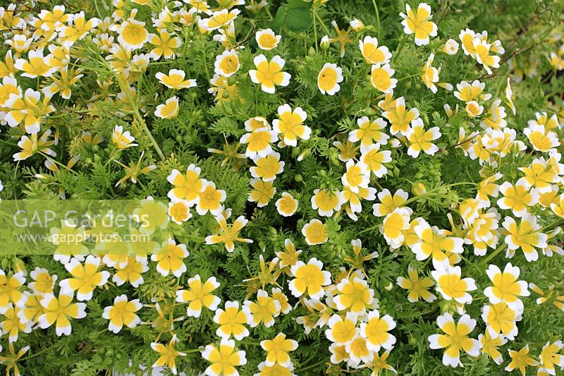 Limanthes douglasii - poached egg plant, the flowers will attract beneficial insects
