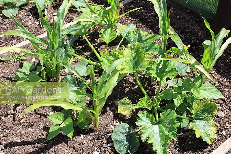 The three sisters planting method where sweet corn, squash and bean are complimentary