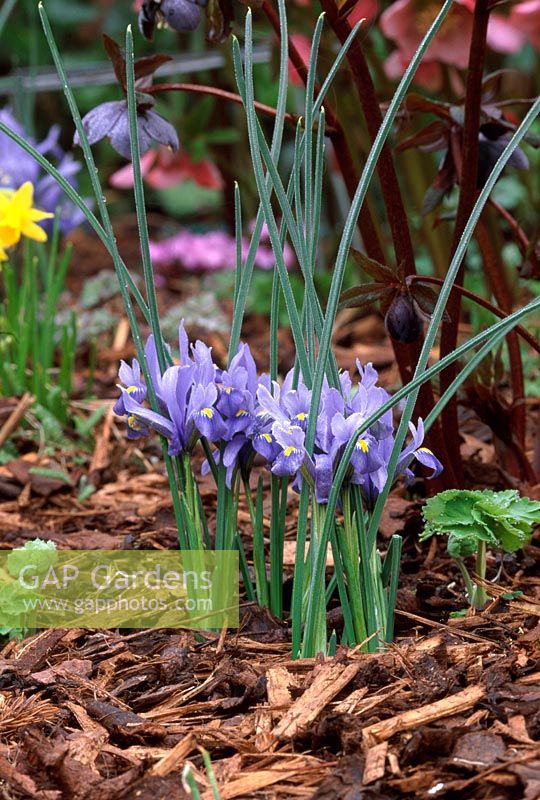 Iris reticulata