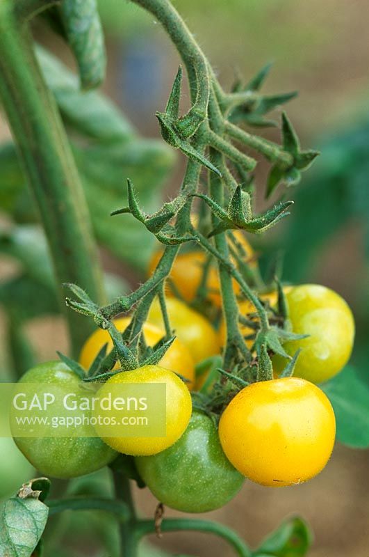 Tomatoes 'Sungold' ripening on vine