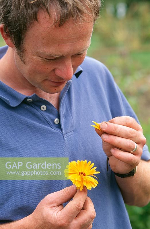 Calendula officianalis - Man pulling off petals of edible Pot Marigold flower