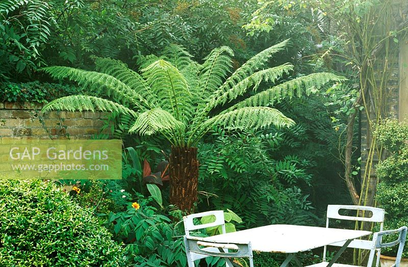 Table and chairs on patio beside border with Dicksonia antarctica