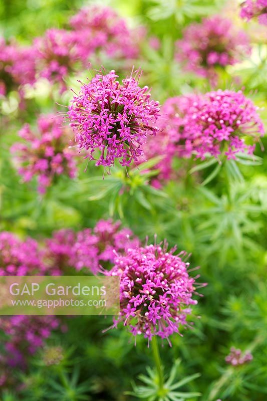 Phuopsis stylosa - Beth Chatto's Garden