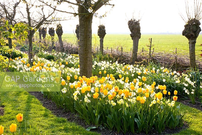 Narcissus 'Yellow Cheerfulness', Narcissus 'Tripartite' and Narcissus 'Waterperry' in mixed borders under trees
