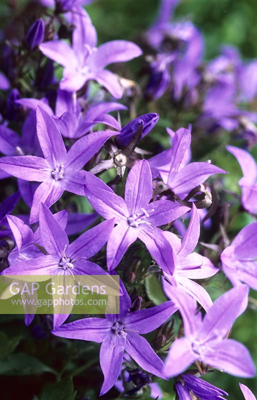 Campanula 'Blue Waterfall'