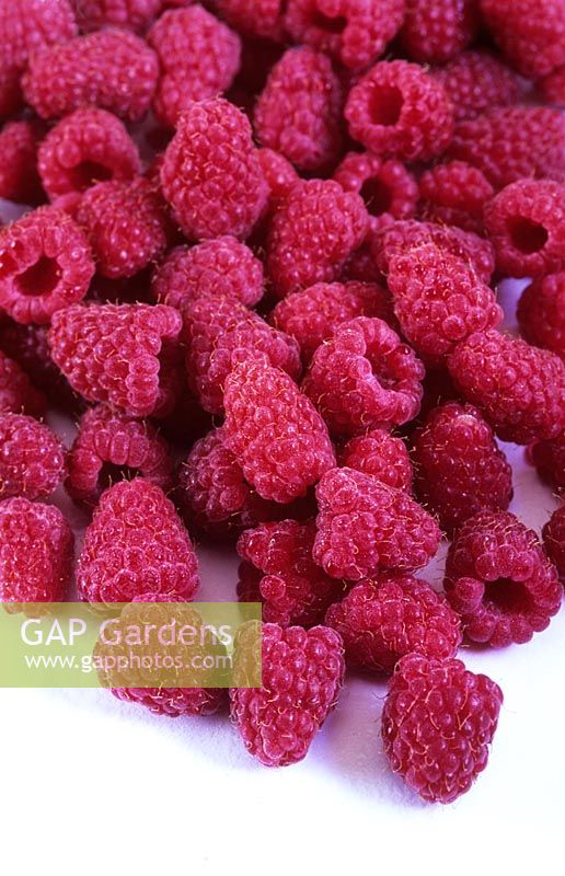 Rubus 'Tulameen' - Freshly picked raspberries