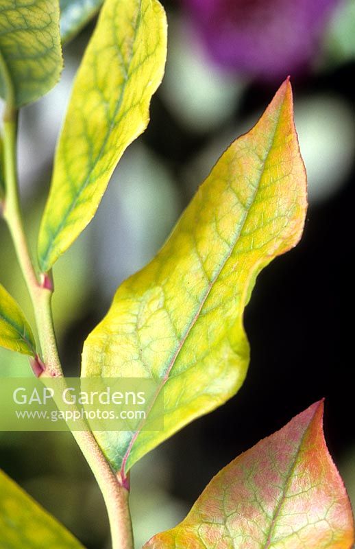 Leaf Chloritis on Blueberry - Chlorosis is a yellowing of leaf tissue due to a lack of chlorophyll and possible causes include poor drainage, damaged roots, compacted roots, high alkalinity, and nutrient deficiencies in the plant