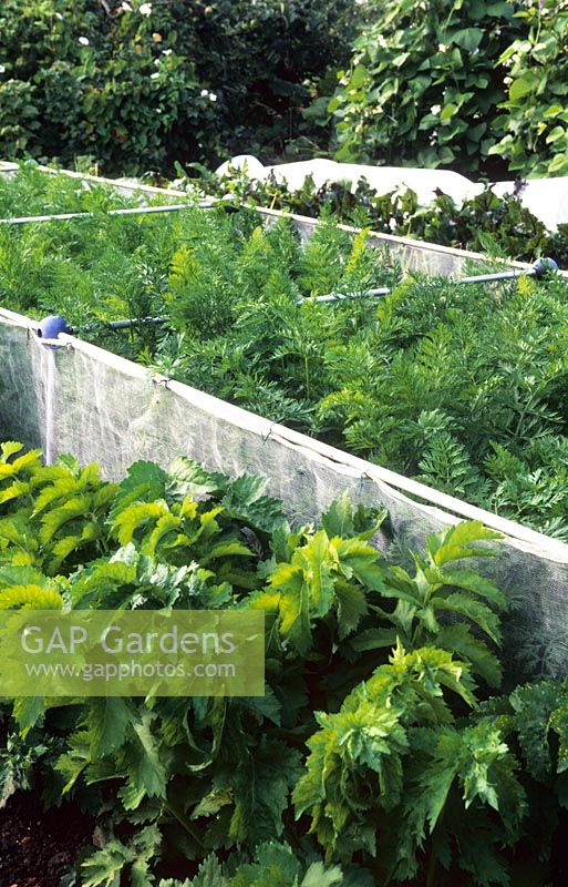 Carrots with protection barrier against carrot root fly in allotments - Newtown Road, Hampshire 