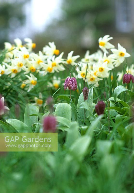 Narcissus and Fritillaria meleagris - An Cala, Dumfries, Scotland