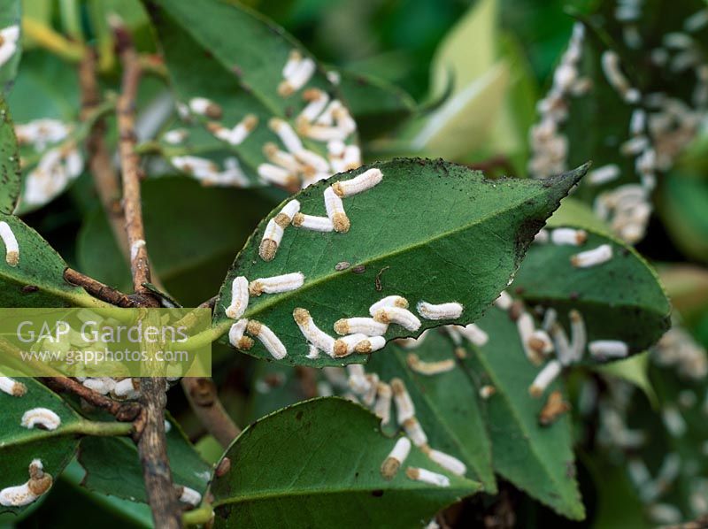 Pulvinaria floccifera - Cushion scale. Female scales with egg masses on underside of camellia leaf