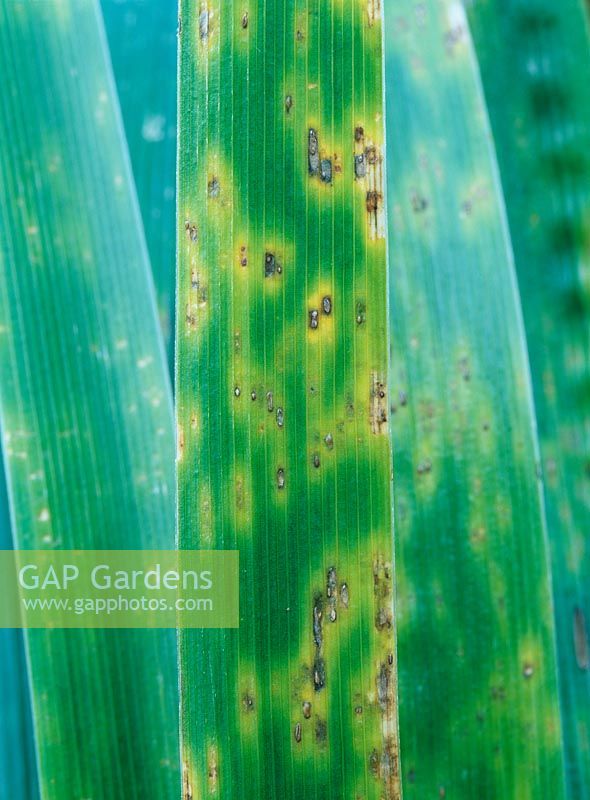 Puccinia iridis - Iris Rust