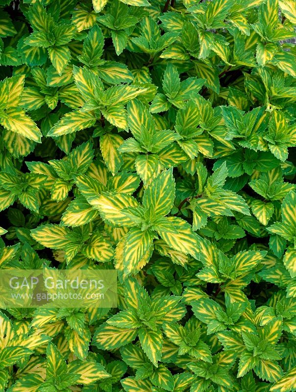 Mentha x gracillis 'Variegata' - Ginger mint 