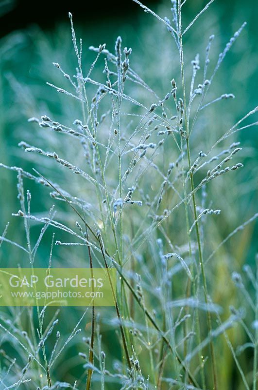 Panicum 'Heavy Metal' with frost