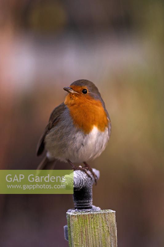 Resident Robin - Knoll Gardens