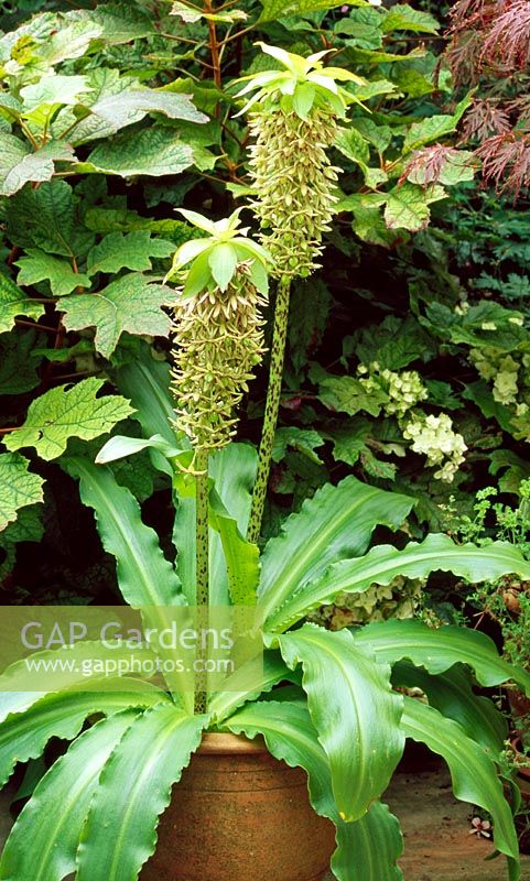 Eucomis bicolor in pot