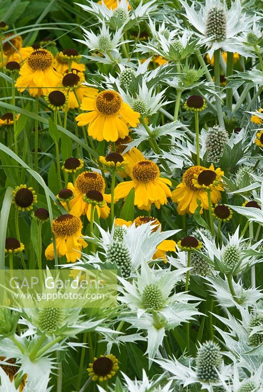 Helenium 'The Bishop' and Eryngium giganteum 'Silver Ghost'