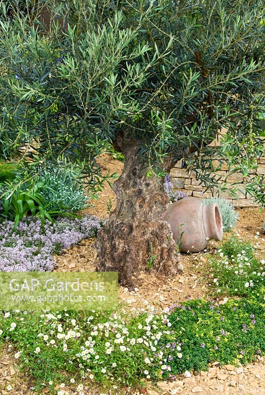 Olea europaea surrounded by planting of Thymus and Erigeron in the Dorset Water Lily Garden Romantic Charm at the RHS Hampton Court Flower Show