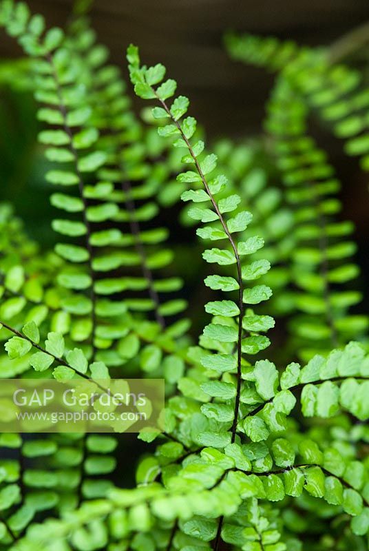 Asplenium trichomanes