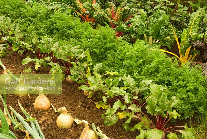 Rows of onions, beetroot, carrots and chard growing in Mundy's Cottage Garden in The Daily Mail Pavilion at the RHS Hampton Court Flower Show