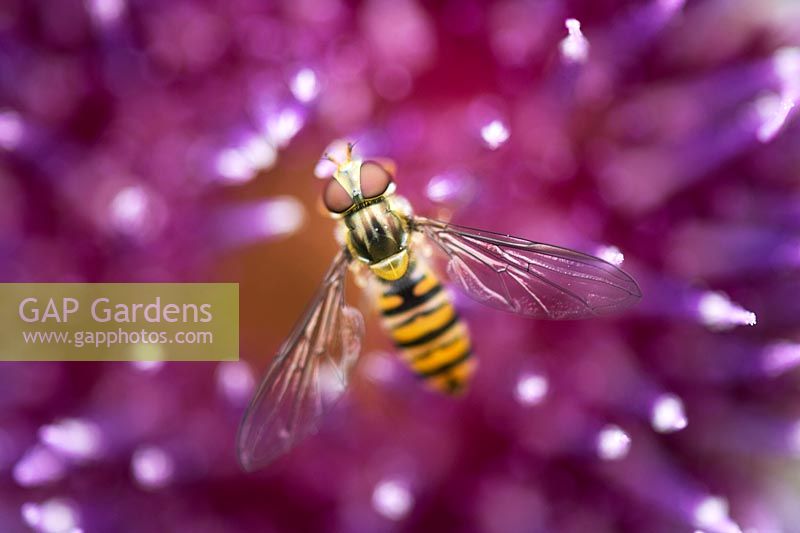 Hoverfly on Onopordum acanthium - Cotton thistle