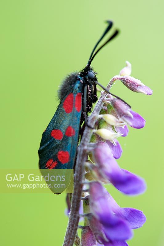 Zygaena filipendulae - Six spotted burnet moth