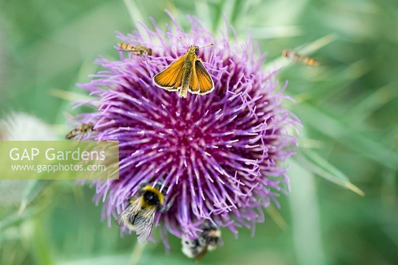 Small skipper butterfly and bees on Onopordum acanthium - Cotton thistle