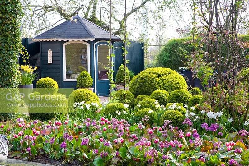 Summerhouse surrounded by Buxus topiary and Spring beds including Narcissus 'Thalia', Tulipa 'Wirosa' and Bergenia