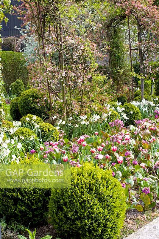 Mixed Spring bed with clipped Buxus domes, Bergenia, Tulipa 'Wirosa' and Narcissus 'Thalia'