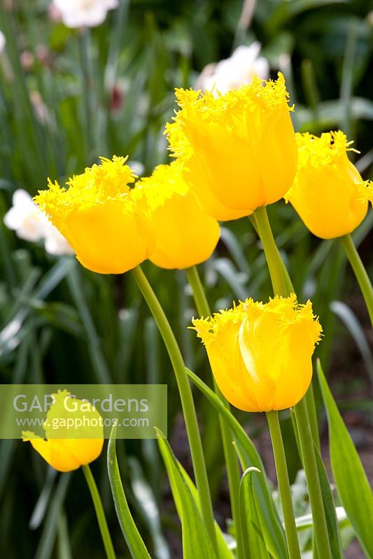 Tulipa 'Fringed Golden Apeldoorn' 
